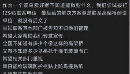 南京一大桥玻璃墙频现撞鸟事件 市民希望能贴上鸟类防撞贴纸