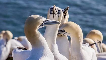 平安证券12亿公司债本息兑付日定于12月15日