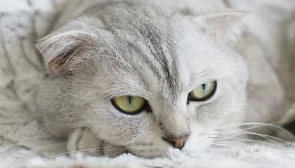 研报掘金丨平安证券:维持中矿资源“推荐”评级,三季度业绩环比改善