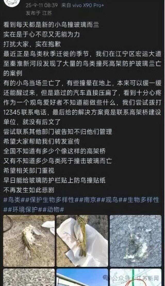 南京一大桥玻璃墙频现撞鸟事件 市民希望能贴上鸟类防撞贴纸